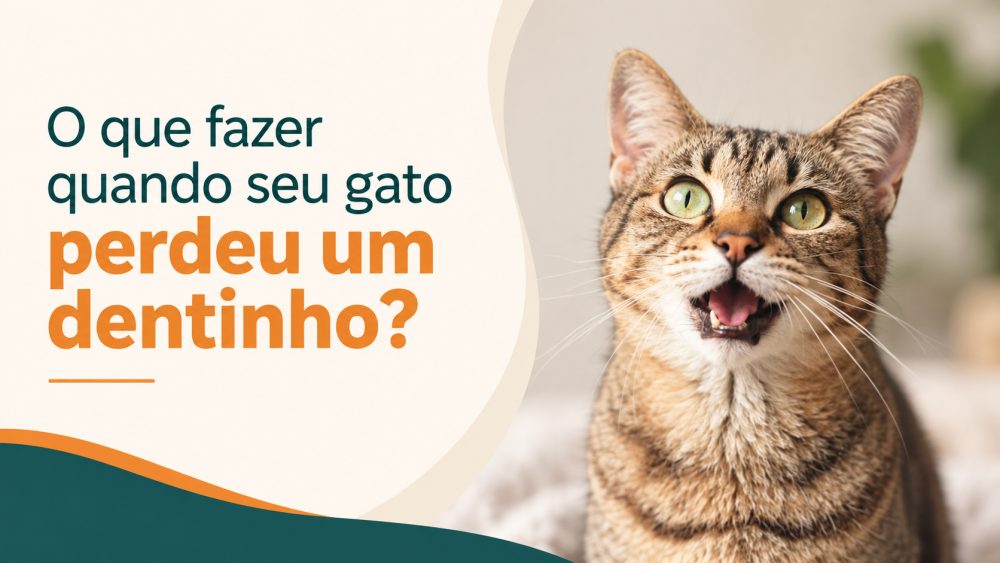 Gato perdeu o canino? Entenda por que isso acontece