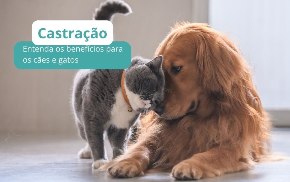 Castração de cães e gatos: benefícios, idade ideal e cuidados antes da cirurgia
