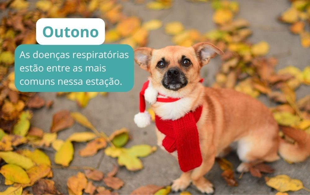 Doenças em cães no outono: sintomas, prevenção e cuidados com cachorro no frio