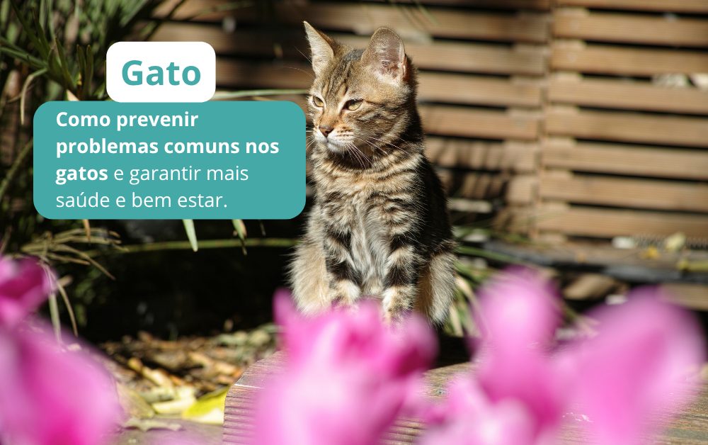 Guia prático de saúde para gatos