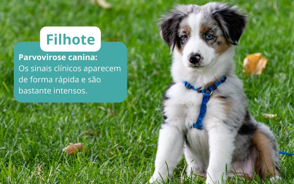Parvovirose Canina: entenda os perigos e como proteger seu pet