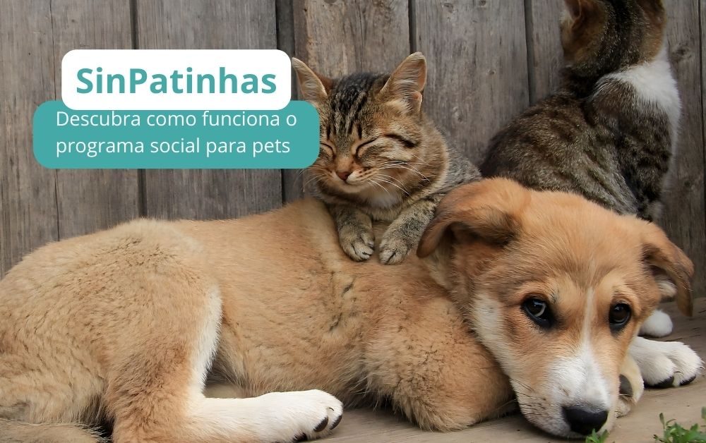 SinPatinhas e castração: tudo o que você precisa saber para cuidar do seu pet